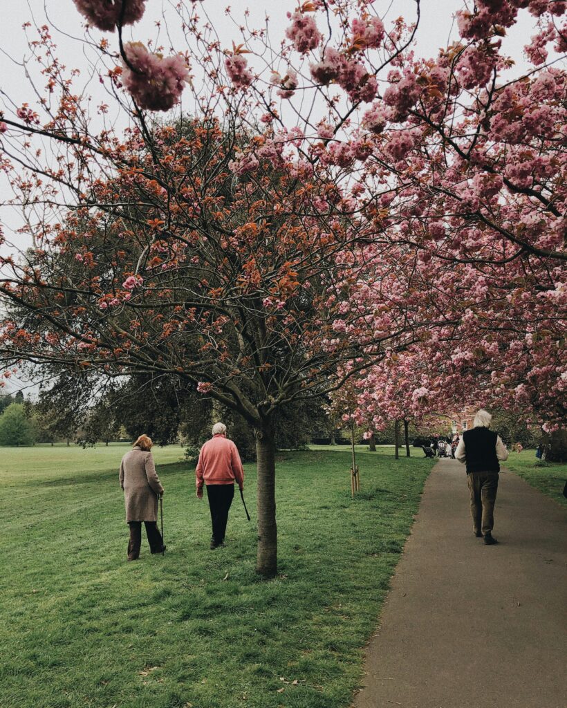 Elderly individuals enjoying a walk under cherry blossoms in a vibrant spring park setting.